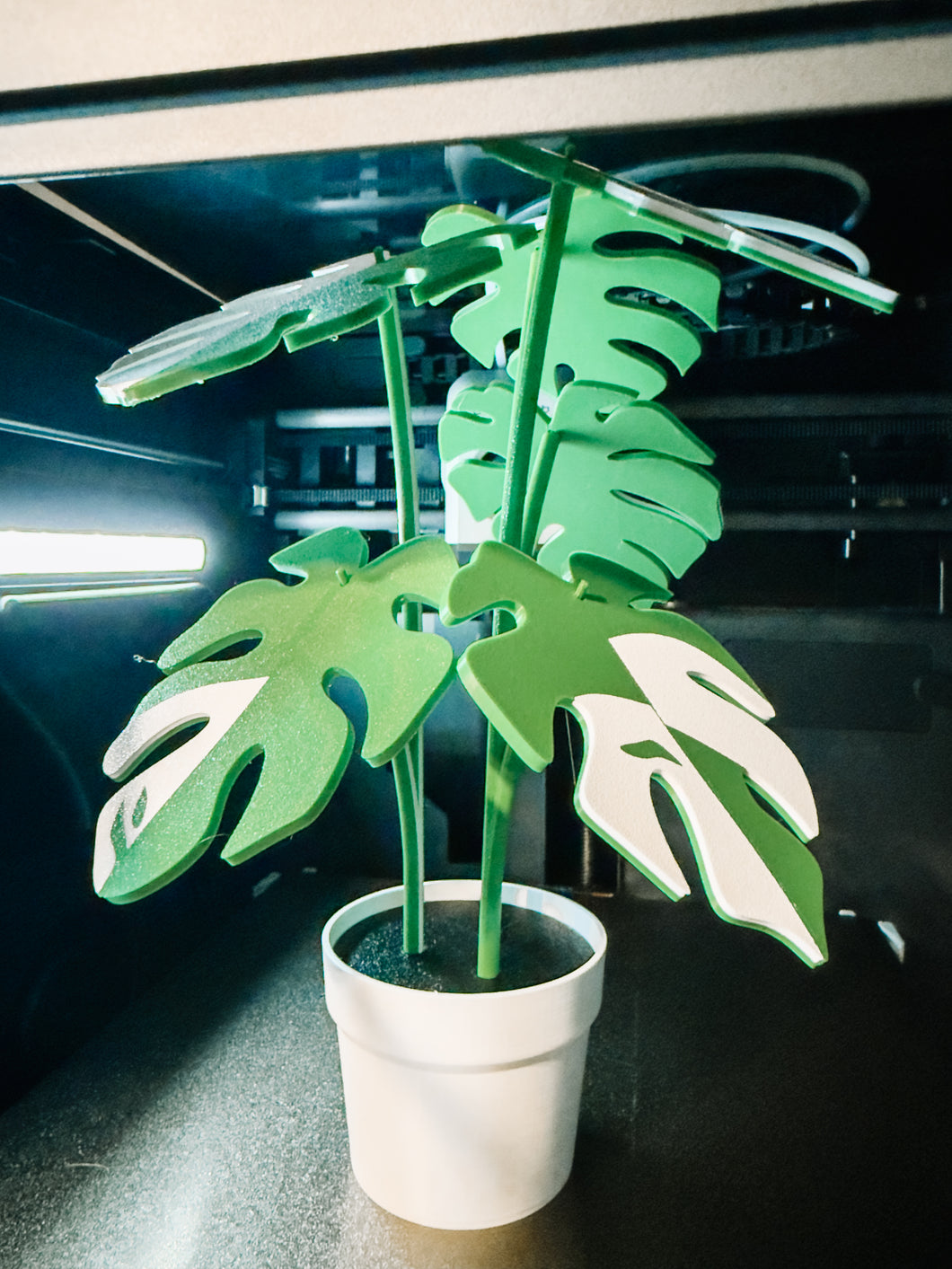 Monstera Coasters 🪴